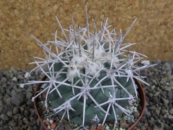 Coryphantha valida El Hundido pot 9 cm - 12400656