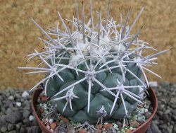 Coryphantha valida El Hundido pot 9 cm - 12400657