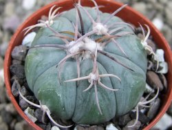 Echinocactus horizonthalonius Huizache 900 m, SLP pot 5,5 cm - 12400668