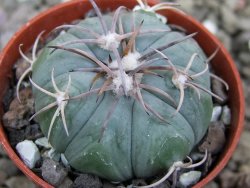 Echinocactus horizonthalonius Huizache 900 m, SLP pot 5,5 cm