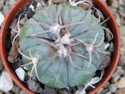 Echinocactus horizonthalonius Huizache 900 m, SLP pot 5,5 cm - 12400670