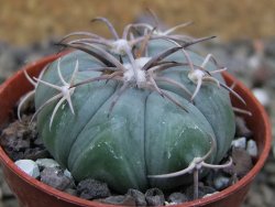 Echinocactus horizonthalonius Huizache 900 m, SLP pot 5,5 cm - 12400671