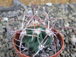 Echinocactus parryi Ciudad Juarez, pot 5,5 cm