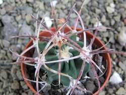 Echinocactus parryi Ciudad Juarez, pot 5,5 cm - 12400673