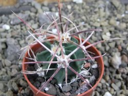 Echinocactus parryi Ciudad Juarez, pot 5,5 cm - 12400674