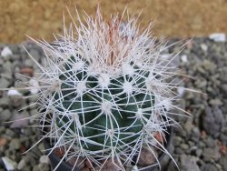 Parodia roseoalba nad San Pedro, pot 5,5 cm