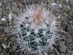 Parodia roseoalba nad San Pedro, pot 5,5 cm - 12400676