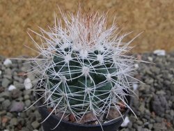 Parodia roseoalba nad San Pedro, pot 5,5 cm - 12400677