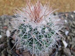 Parodia roseoalba nad San Pedro, pot 5,5 cm