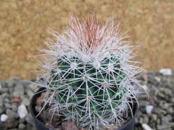 Parodia roseoalba nad San Pedro, pot 5,5 cm - 12400679