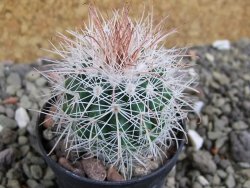 Parodia roseoalba nad San Pedro, pot 5,5 cm - 12400680