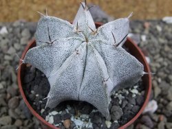 Astrophytum Dinosaur X Onzuko 5,5 cm - 12400681