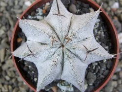 Astrophytum Dinosaur X Onzuko 5,5 cm - 12400682