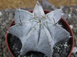 Astrophytum Dinosaur X Onzuko 5,5 cm - 12400683