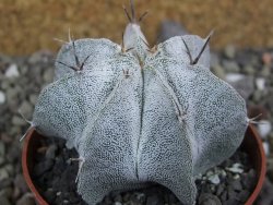 Astrophytum Dinosaur X Onzuko 5,5 cm - 12400684