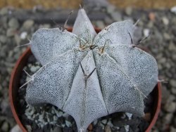 Astrophytum Dinosaur X Onzuko 5,5 cm - 12400685