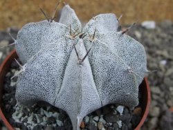 Astrophytum Dinosaur X Onzuko 5,5 cm