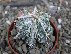 Astrophytum Dinosaur 5,5 cm (fukurio, Hannya) - 12400687