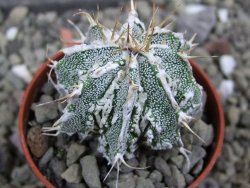 Astrophytum Dinosaur 5,5 cm (fukurio, Hannya) - 12400688