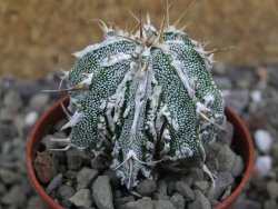 Astrophytum Dinosaur 5,5 cm (fukurio, Hannya) - 12400689