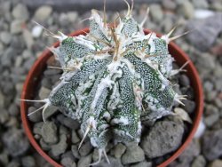 Astrophytum Dinosaur 5,5 cm (fukurio, Hannya)