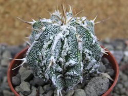 Astrophytum Dinosaur 5,5 cm (fukurio, Hannya) - 12400691