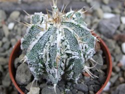 Astrophytum Dinosaur 5,5 cm (fukurio, Hannya) - 12400692