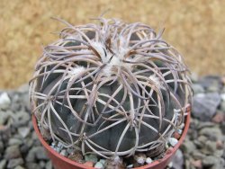 Gymnocalycium spegazzinii punillaense Tom 06-81/1 El Obelisco, pot 5,5 cm - 12400694