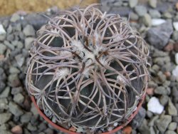 Gymnocalycium spegazzinii punillaense Tom 06-81/1 El Obelisco, pot 5,5 cm - 12400695