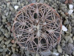 Gymnocalycium spegazzinii punillaense Tom 06-81/1 El Obelisco, pot 5,5 cm - 12400696