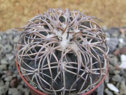 Gymnocalycium spegazzinii punillaense Tom 06-81/1 El Obelisco, pot 5,5 cm - 12400697