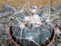 Echinocactus horizonthalonius La Trinidad, SLP pot 5,5 cm