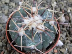 Echinocactus horizonthalonius La Trinidad, SLP pot 5,5 cm - 12400699