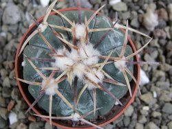 Echinocactus horizonthalonius La Trinidad, SLP pot 5,5 cm - 12400700