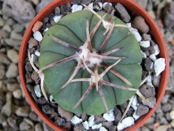 Echinocactus horizonthalonius Tula, Tam pot 5,5 cm