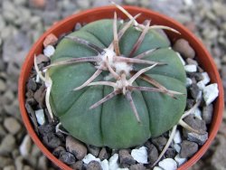 Echinocactus horizonthalonius Tula, Tam pot 5,5 cm - 12400702