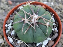 Echinocactus horizonthalonius Tula, Tam pot 5,5 cm - 12400703