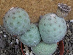 Tephrocactus geometricus pot 7 cm - 12400705