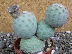 Tephrocactus geometricus pot 7 cm - 12400706