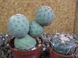 Tephrocactus geometricus pot 7 cm - 12400707