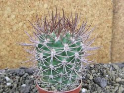 Pyrrhocactus bulbocalyx, pot 5,5 cm - 12400709