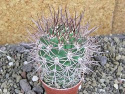 Pyrrhocactus bulbocalyx, pot 5,5 cm - 12400710