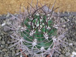 Pyrrhocactus bulbocalyx, pot 5,5 cm - 12400712