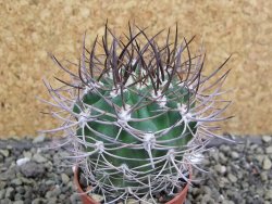 Pyrrhocactus bulbocalyx, pot 5,5 cm - 12400713