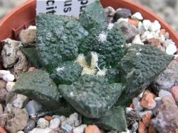 Ariocarpus fissuratus Puertecitos, pot 5,5 cm - 12400723