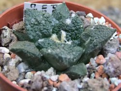 Ariocarpus fissuratus Puertecitos, pot 5,5 cm - 12400724