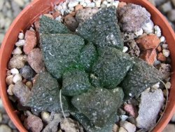 Ariocarpus fissuratus Puertecitos, pot 5,5 cm - 12400725