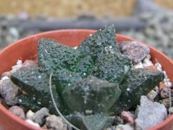 Ariocarpus fissuratus Puertecitos, pot 5,5 cm - 12400727