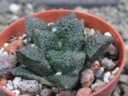 Ariocarpus fissuratus Puertecitos, pot 5,5 cm - 12400728