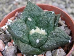 Ariocarpus fissuratus Puertecitos, pot 5,5 cm - 12400730